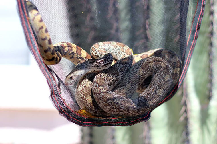snake season